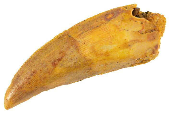 Serrated Raptor Tooth - Real Dinosaur Tooth #332149